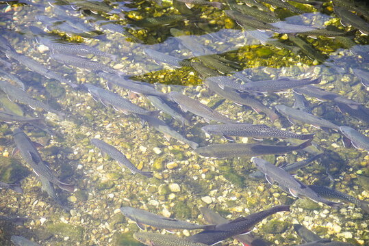 Forellenschwarm im Wasser