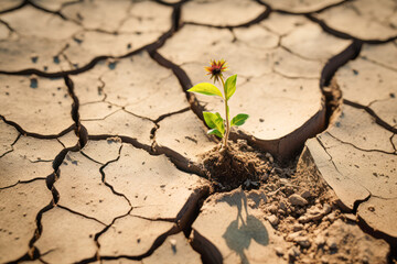 Green seedling growing on cracked earth. Concept of global warming.