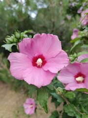 blooming Hibiscus syriacus with huge delicate flowers. The Syrian rose. Flower Wallpaper