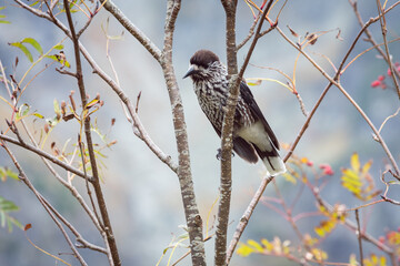 The spotted nutcracker, Eurasian nutcracker