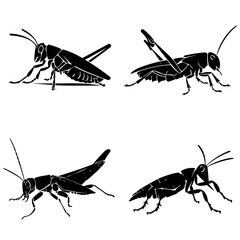 grasshopper silhouette, grasshopper svg, grasshopper  png, grasshopper illustration, insect, grasshopper, green, isolated, macro, animal, nature, locust, cricket, bug, white