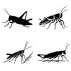 grasshopper silhouette, grasshopper svg, grasshopper  png, grasshopper illustration, insect, grasshopper, green, isolated, macro, animal, nature, locust, cricket, bug, white