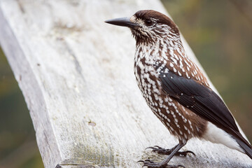The spotted nutcracker, Eurasian nutcracker