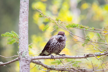 The spotted nutcracker, Eurasian nutcracker