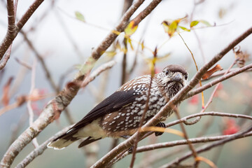 The spotted nutcracker, Eurasian nutcracker