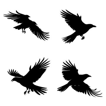 Crow silhouette, crow vector, crow illustration, crow png, crow svg, bird, silhouette, vector, animal, birds, illustration, nature, flying, wing, branch, wildlife, bullfinch, sparrow, tree, beak, crow