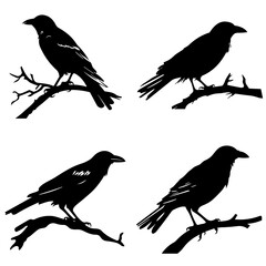 Crow silhouette, crow vector, crow illustration, crow png, crow svg, bird, silhouette, vector, animal, birds, illustration, nature, flying, wing, branch, wildlife, bullfinch, sparrow, tree, beak, crow