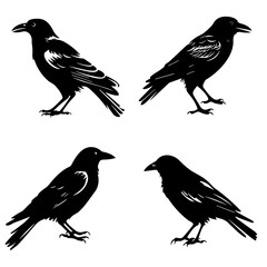 Crow silhouette, crow vector, crow illustration, crow png, crow svg, bird, silhouette, vector, animal, birds, illustration, nature, flying, wing, branch, wildlife, bullfinch, sparrow, tree, beak, crow