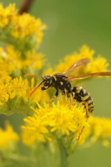 Vertical closeup on a French papwerwasp, Polistes dominula on a yellow flower
