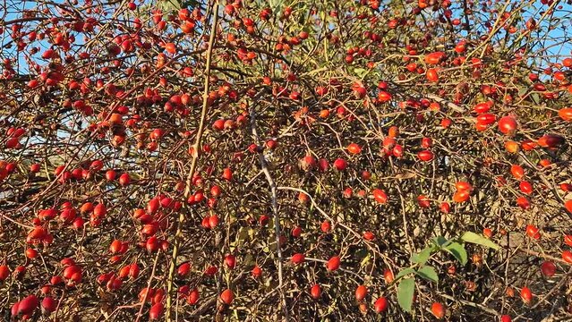 Wild brier berries growing on bush. Ripened rose hips on shrub branches, red and healthy autumn bio fruits. Rosa canina plant, late fall harvest