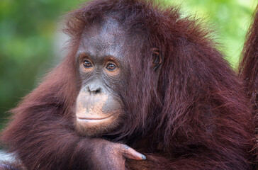 Orangutan