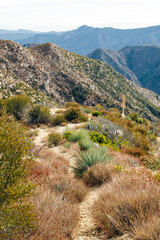 Fototapeta na wymiar Angeles National Forest. plants on dry ground