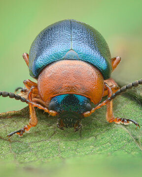 Portrait of a blue Leaf Beetle with orange pronotum and legs, green background (Knotweed Leaf Beetle, Gastrophysa polygoni)