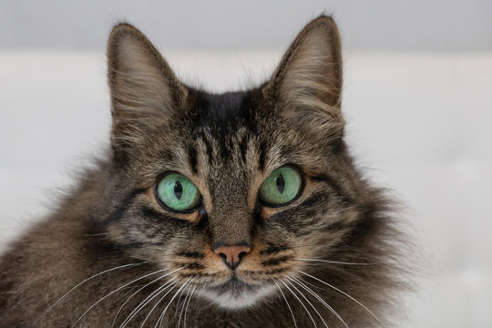 Great closeup horizontal photo, cat female long dark hair, with green eyes. Concept animals, company