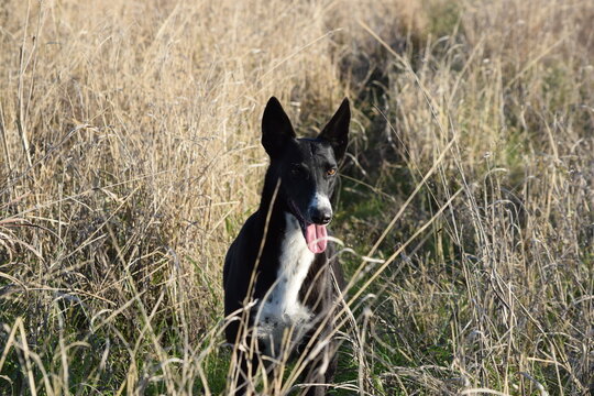 Perro galgo negro y blanco, entre pajonales.