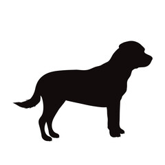 Vector silhouette of rottweiler on white background. Symbol of pet and dog.