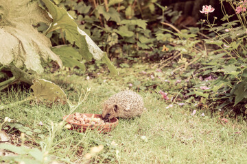 raising hedgehogs and releasing them into the wild