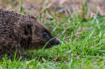 Hedgehog, Erinaceus europaeus