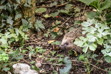 raising hedgehogs and releasing them into the wild