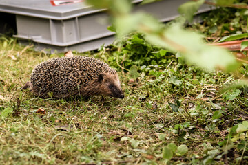 raising hedgehogs and releasing them into the wild
