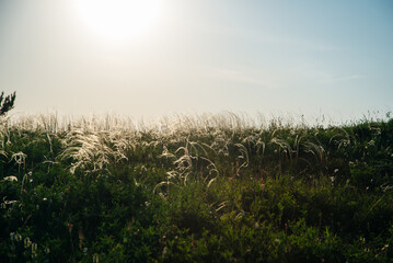 tall field grass on a summer day