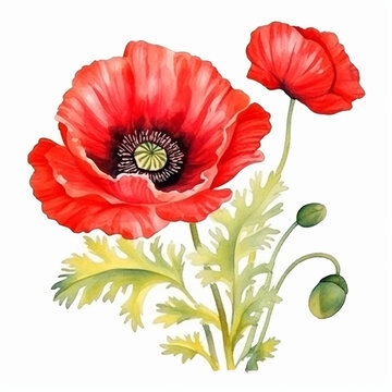 Red beautiful poppy flowers with leaves watercolor paint art decor for greeting card. Generated AI