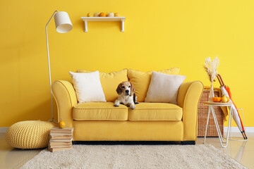 Cute beagle dog on yellow sofa in living room - obrazy, fototapety, plakaty