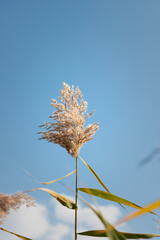 reeds on the background of the sky. reed against the blue sky
