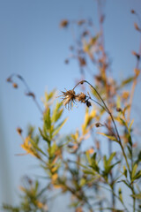 autumn leaves against blue sky. Low angle view of flowering plant against sky