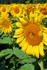 A field of ripening sunflowers is bright yellow.