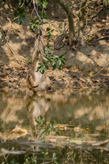 thirsty monkey, monkey drinking water, satchori National park, sylhet banglades