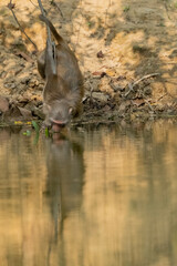 thirsty monkey, monkey drinking water, satchori National park, sylhet banglades