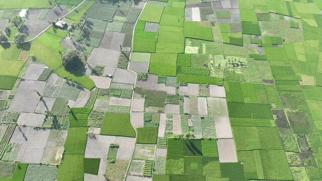 Aerial view of Agriculture field. Green paddy/ rice field in Bangladesh. 4k high quality
