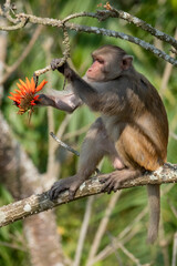 Monkey on a tree- eating flowers,  satchori National park, sylhet banglades