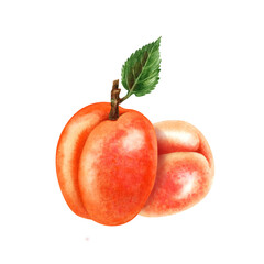 Watercolor bright orange apricots with green leaves