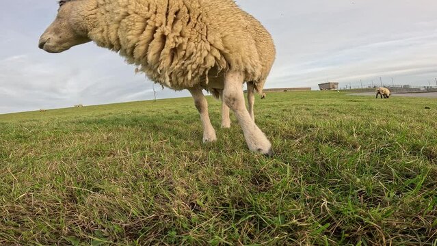A sheep discovers the camera, walks up to it, kisses it and walks away