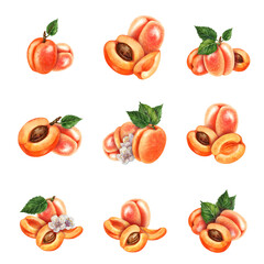 Set of watercolor bright orange apricots with green leaves and white flowers