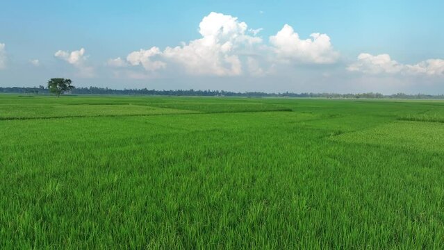 Aerial view of Agriculture field. Green paddy/ rice field in Bangladesh. 4k high quality