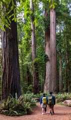 a pair of male and female hikers dwarfed against the massive redwood trees in Redwood National Park in Northern California.