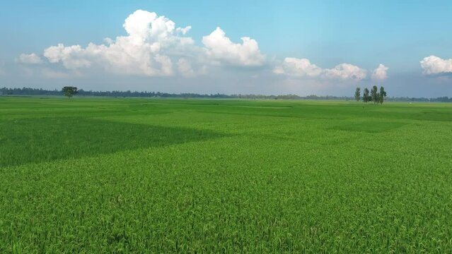 Aerials drone bird's eye view fly over shot of vast green landscapes and farmlands.