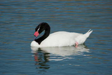 Cisne de cuello negro, Cygnus melancoryphus.