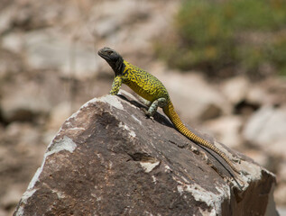 Lagarto parado sobre una piedra, Lagarto Verdugo, Lagarto de rocas, Phymaturus verdugo.