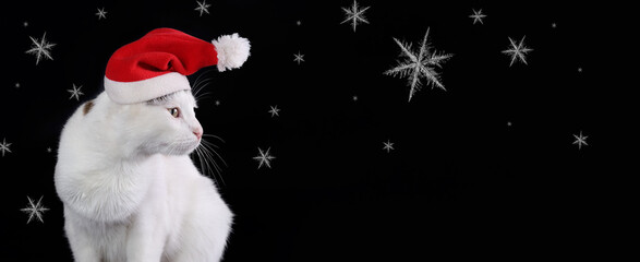 Studio portrait of a white cat looks away wearing Santa Claus xmas red cap on a black background. Copy space. Christmas cat with Santa hat. Xmas. Winter. Merry Christmas. Happy New Year. Snowflake