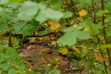 Selected focus photo. An old moss covered forest.