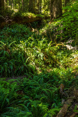 a black tailed deer meandering on the fern covered Redwood national park in northern California 