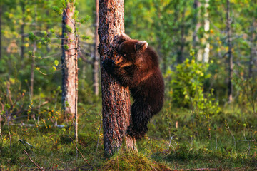 bear cub in the forest © Artem
