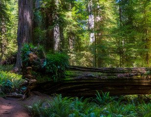 Obraz premium hiking trails along the towering redwood trees in the Redwood Forest national park and State Parks in Northern California.