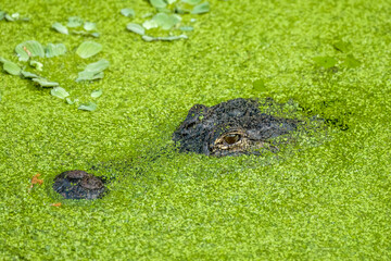 American Alligator in duckweed swamp