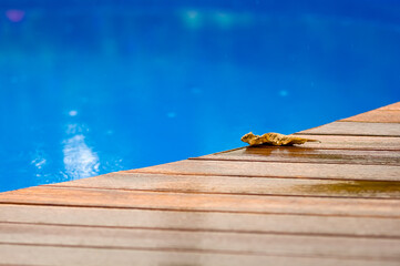 Lazurowa woda w basenie pożółkły liść na drewnianym pomoście.