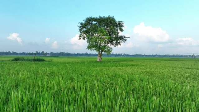 A huge green tree stands alone in the middle of a green field.